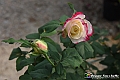 VBS_3595 - Floreal 2023 - Vivere con le piante